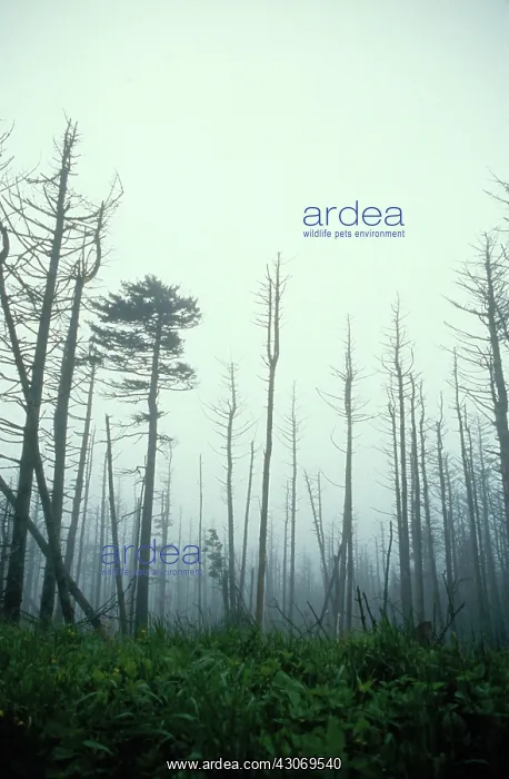 : Trees killed by acid rain : Trees killed by acid rain