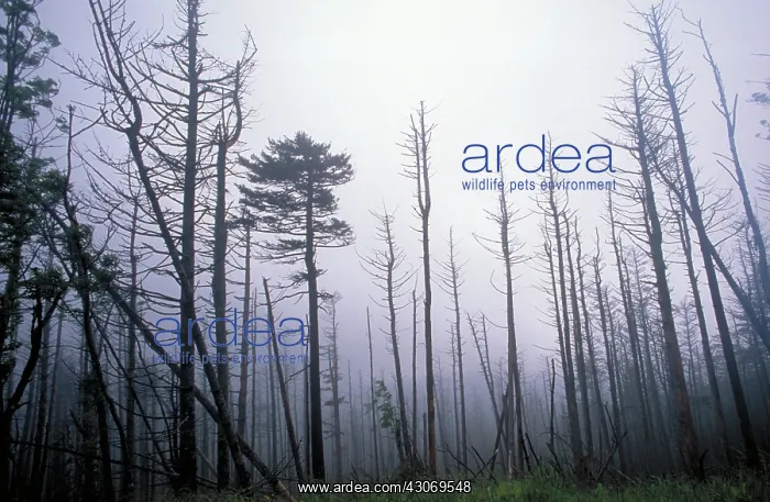: Trees killed by acid rain : Trees killed by acid rain