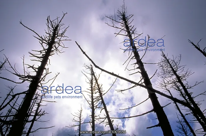 : Trees killed by acid rain : Trees killed by acid rain