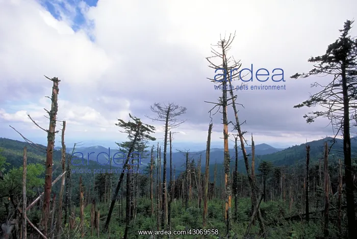 : Trees killed by acid rain : Trees killed by acid rain
