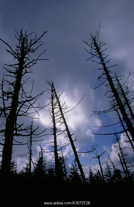 : Trees killed by acid rain : Trees killed by acid rain