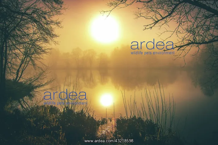 : Trees by the lake, fog in the morning, at sunrise : Trees by the lake, fog in the morning, at sunrise