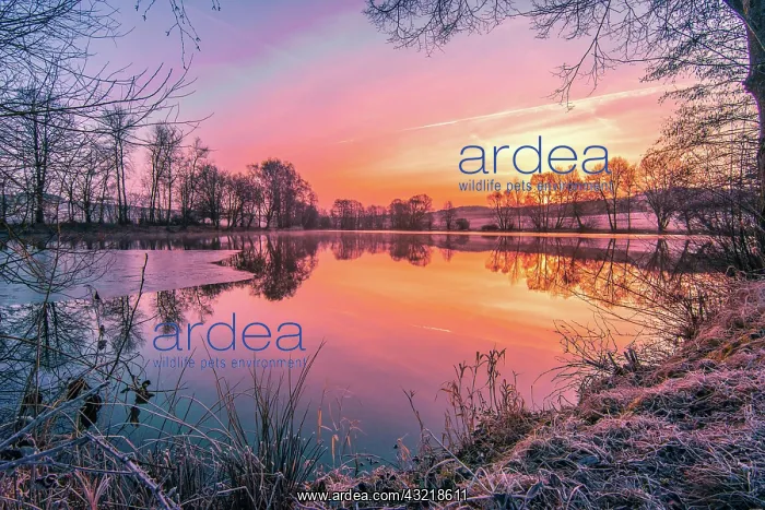 : Trees at the lake, fog in the morning, at sunrise : Trees at the lake, fog in the morning, at sunrise
