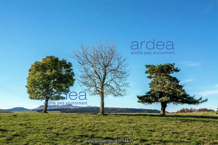 : Three trees in a landscap, Puy de Dome department : Three trees in a landscap, Puy de Dome department