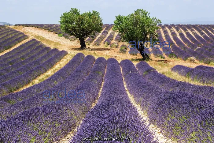 : Two trees in a lavender field, flowering true la : Two trees in a lavender field, flowering true la