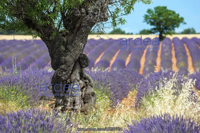 : Trees in a lavender field, flowering true lavend : Trees in a lavender field, flowering true lavend