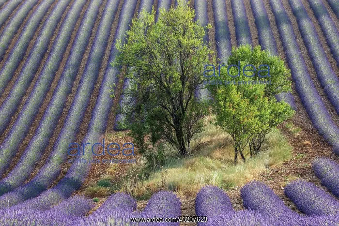  : Trees in lavender field, flowering true lavender