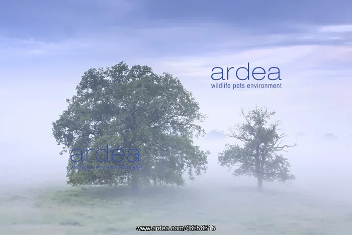 : Trees in the mist at UNESCO Biosphere Reserve Elbe : Trees in the mist at UNESCO Biosphere Reserve Elbe