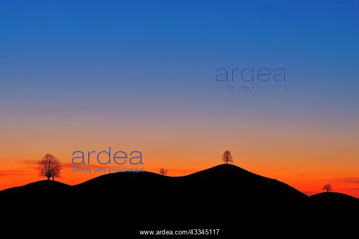  : Trees on moraine hills, silhouettes at sunset, Menzingen