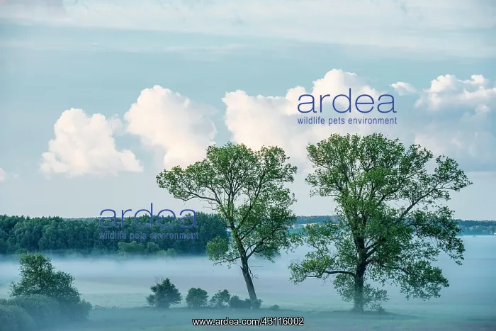 : Trees in morning mist, Thurbruch fenland, Usedom : Trees in morning mist, Thurbruch fenland, Usedom