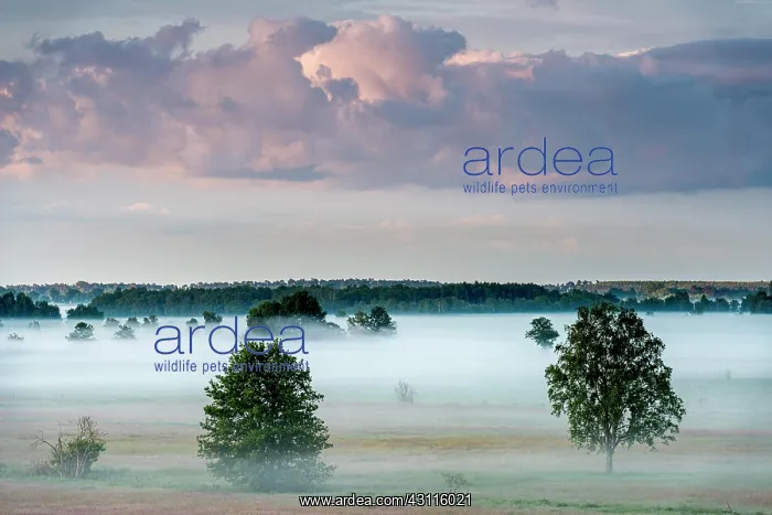 : Trees in morning mist, Thurbruch fenland, Usedom : Trees in morning mist, Thurbruch fenland, Usedom
