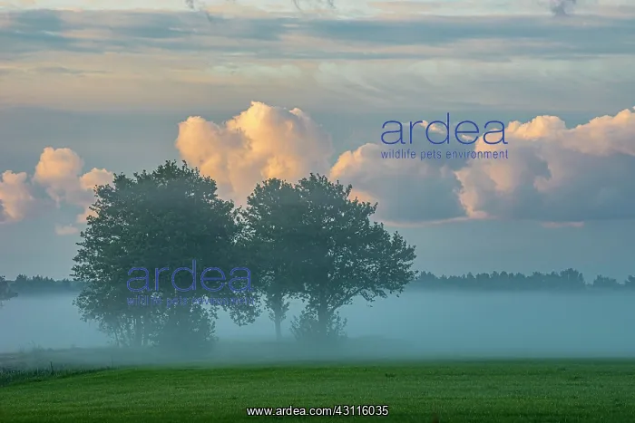  : Trees in morning mist, Thurbruch fenland, Usedom