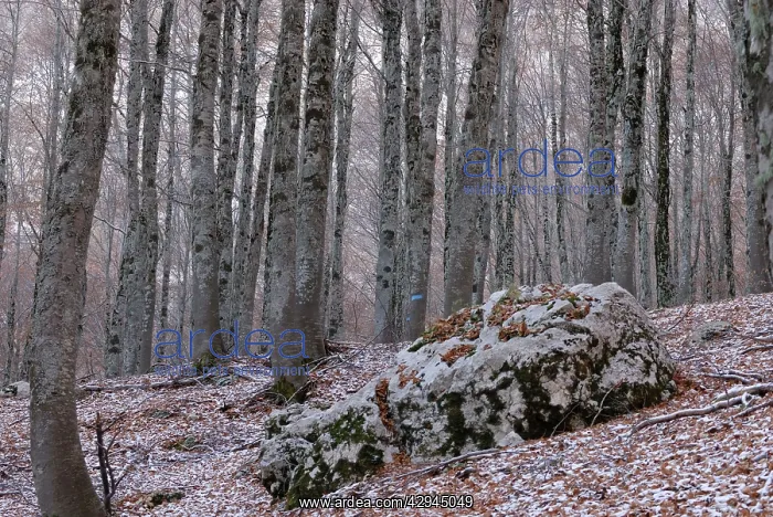  : Trees.. National Park of Abruzzo, Italy