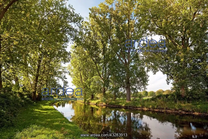 : Trees at the Niers, near Weeze, Lower Rhine, North : Trees at the Niers, near Weeze, Lower Rhine, North