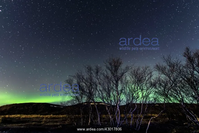 : Trees at night with Northern Lights / Aurora borealis : Trees at night with Northern Lights / Aurora borealis