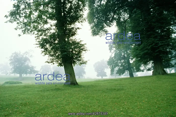  : TREES - in parkland