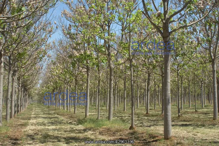 : Trees in a Paulownia plantation in Queensland : Trees in a Paulownia plantation in Queensland