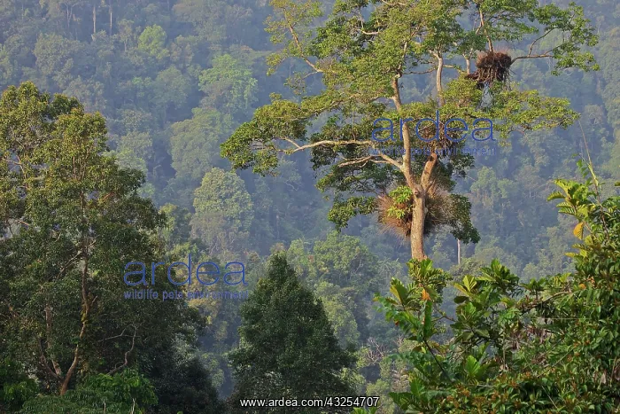 : Trees in rainforest Gunung Gede Pangrango : Trees in rainforest Gunung Gede Pangrango