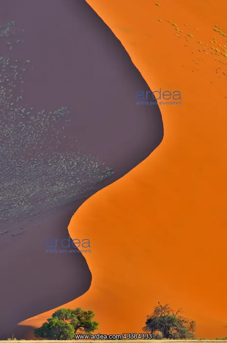: Trees in front of red sand dune of the Sossusvlei : Trees in front of red sand dune of the Sossusvlei