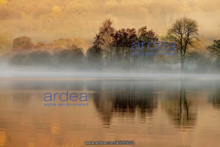 : Trees reflected in water surface with fog, morning : Trees reflected in water surface with fog, morning