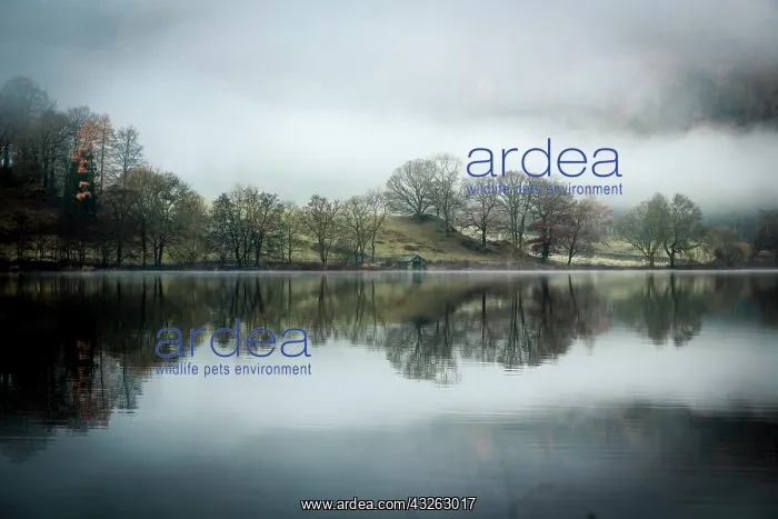 : Trees reflected in water surface, fog, Rydal Water : Trees reflected in water surface, fog, Rydal Water