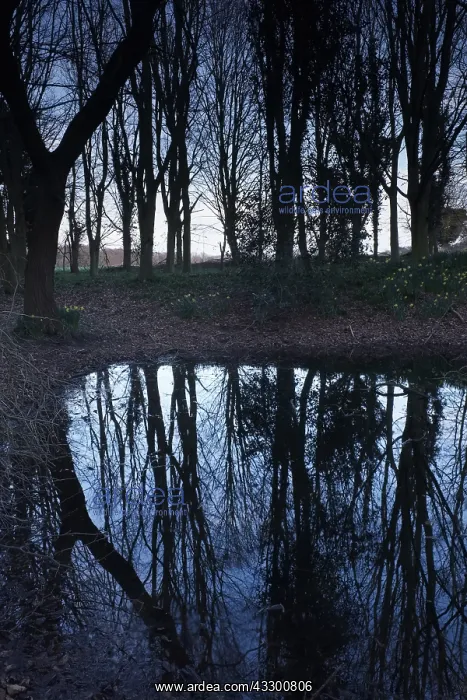 : Trees reflected in woodland pool at dusk - Norfolk : Trees reflected in woodland pool at dusk - Norfolk