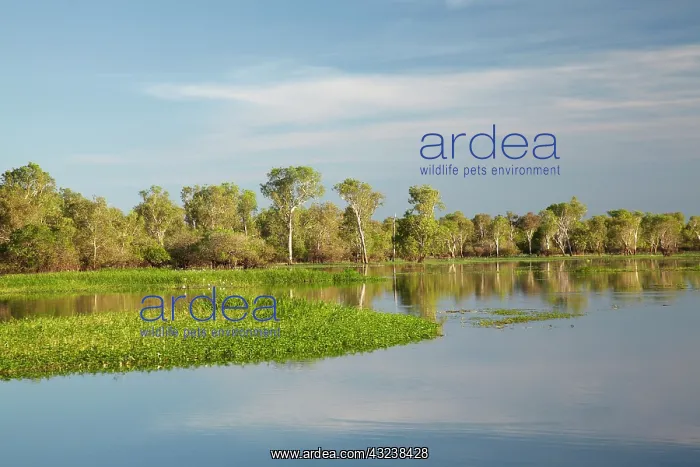 : Trees reflected in Yellow Water Billabong : Trees reflected in Yellow Water Billabong