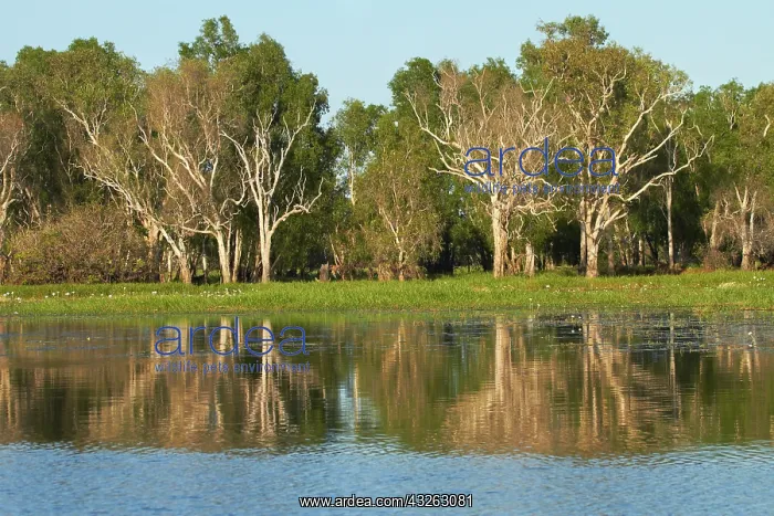 : Trees reflected in Yellow Water Billabong : Trees reflected in Yellow Water Billabong