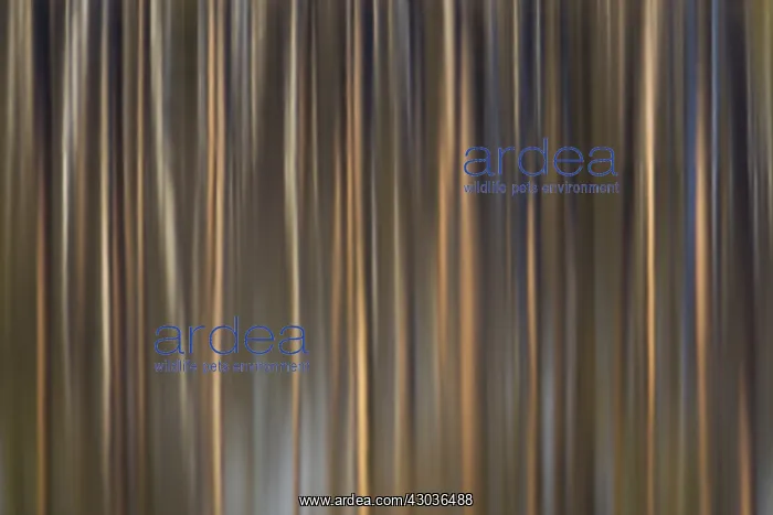  : Trees reflecting in a lake - Vaermland, Sweden