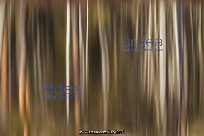 : Trees reflecting in a lake - Vaermland, Sweden : Trees reflecting in a lake - Vaermland, Sweden