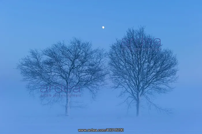 : Trees with rising moon in melancholic, winterly : Trees with rising moon in melancholic, winterly
