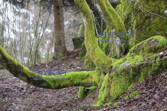 : Trees and rocks are covered with a thick layer : Trees and rocks are covered with a thick layer