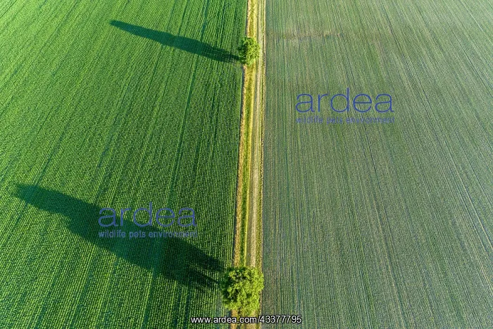  : Two trees and shadows between fields, Marion County