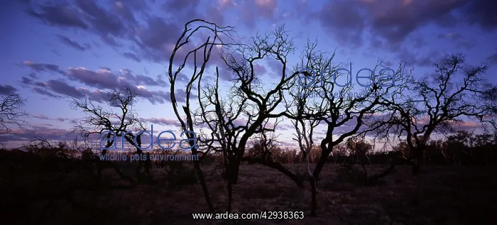  : Trees silhouetted at sunset. West MacDonnell.National