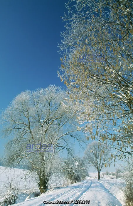 : Trees in Snow - Hazel (Corylus avellana) & Willow : Trees in Snow - Hazel (Corylus avellana) & Willow