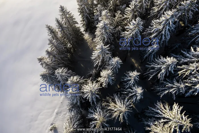 : Trees from above with snow in winter, aerial view : Trees from above with snow in winter, aerial view