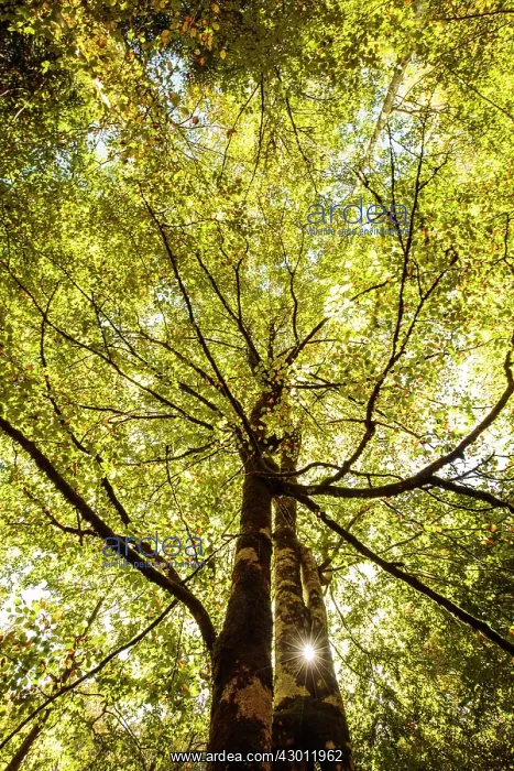  : Trees with sunburst Irati Forest, Navarra, Spain