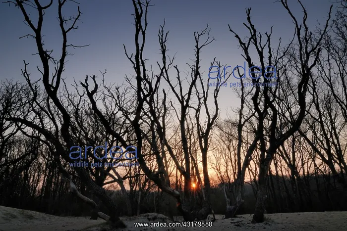 : Trees at Sunrise in backlight : Trees at Sunrise in backlight