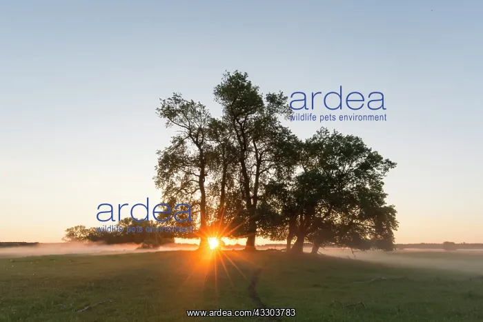 : Trees in sunrise in the Biosphaerenreservat Elbtalaue : Trees in sunrise in the Biosphaerenreservat Elbtalaue