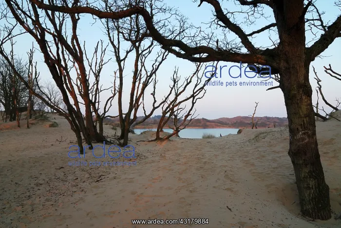 : Trees at Sunrise with lake behind : Trees at Sunrise with lake behind