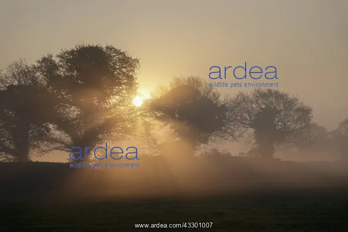 : Trees at sunrise with mist - Norfolk UK : Trees at sunrise with mist - Norfolk UK