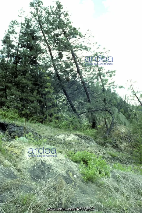 : Trees tilted by slumping : Trees tilted by slumping
