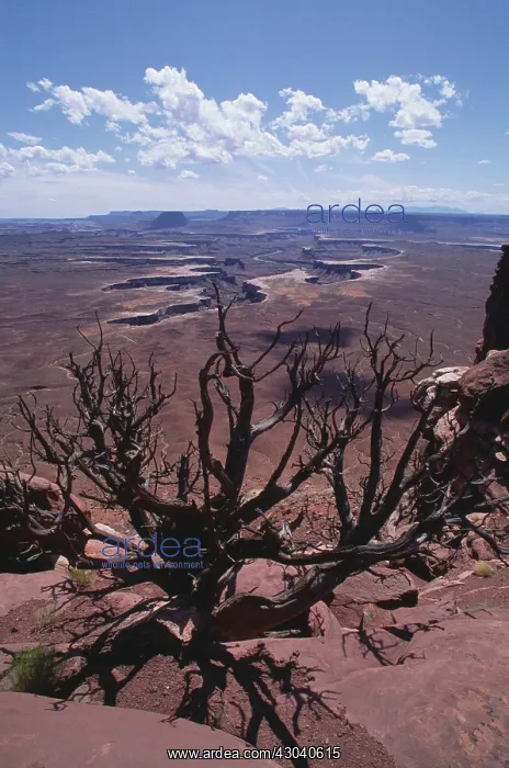 : Trees, Tree : Trees, Tree