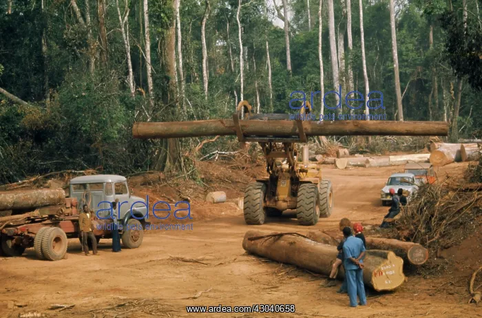 : Trees, Tree : Trees, Tree