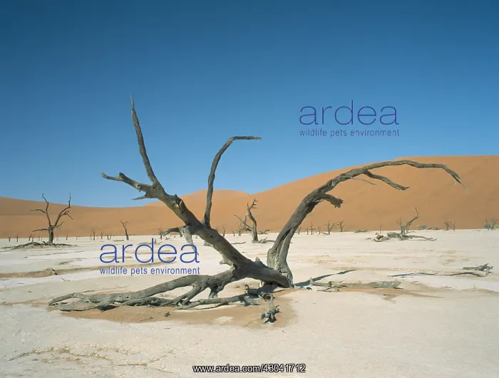 : Trees, Tree : Trees, Tree
