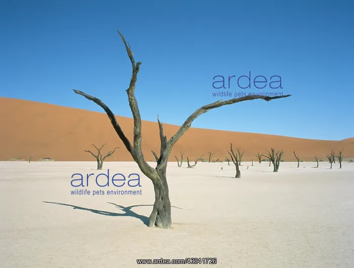 : Trees, Tree : Trees, Tree
