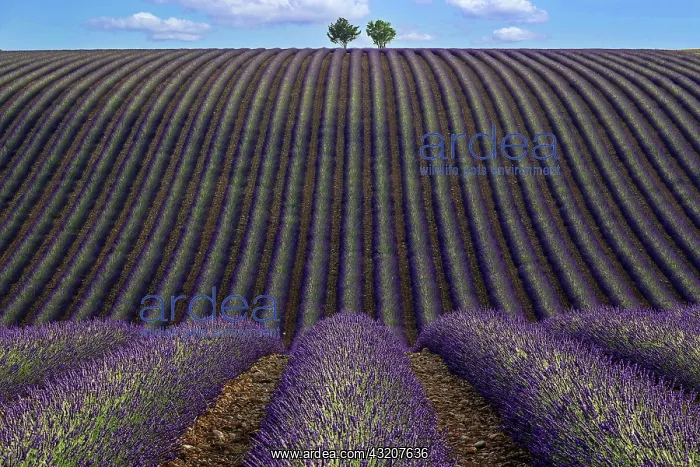 : Two trees in an undulating lavender field, flowe : Two trees in an undulating lavender field, flowe