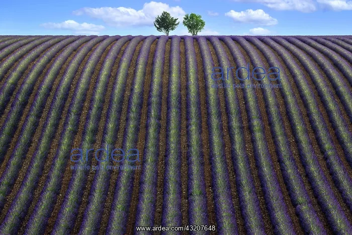 : Two trees in an undulating lavender field, flowe : Two trees in an undulating lavender field, flowe