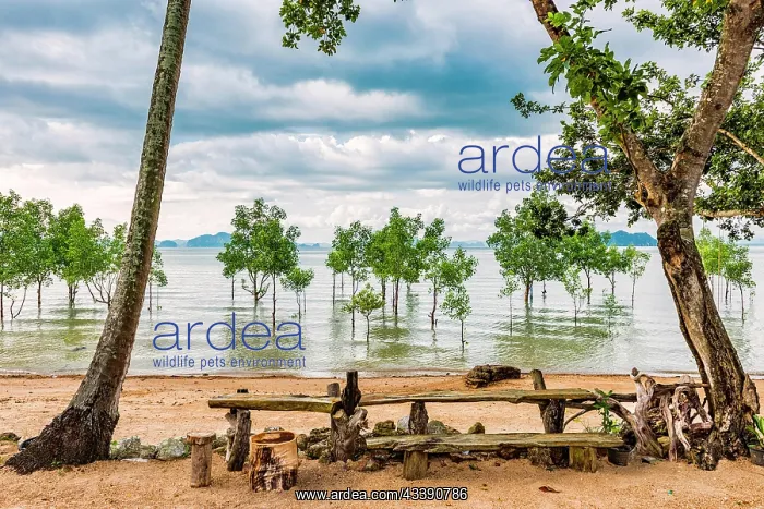 : Trees in the water on a flooded stretch of beach : Trees in the water on a flooded stretch of beach