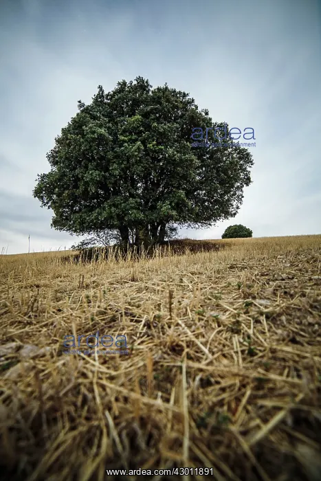 : Trees in wheat field Cuenca, Castilla La Mancha, Spain : Trees in wheat field Cuenca, Castilla La Mancha, Spain